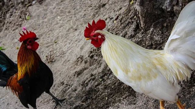 Cách Nuôi Gà Chuẩn Bị Đá