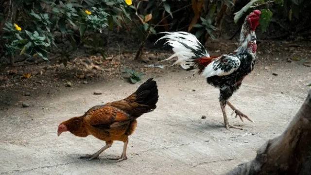 Cách nuôi gà mỹ đá cựa sắt